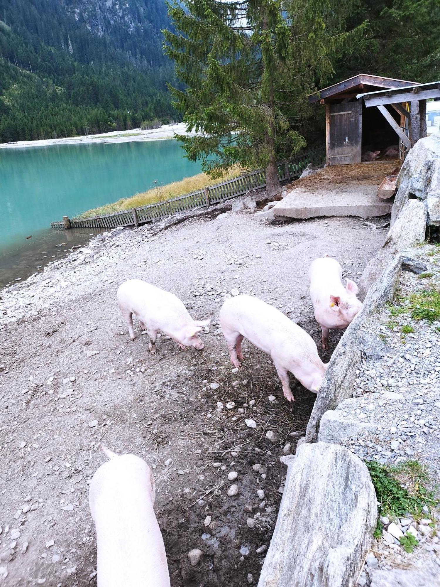 Apart Gerlossteinblick Aschau Im Zillertal 外观 照片